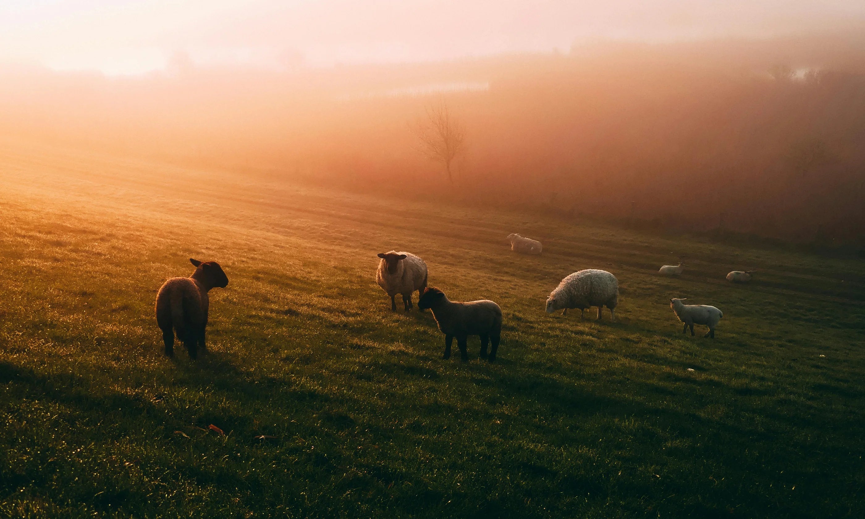 The Cozy Sheep et l'environnement